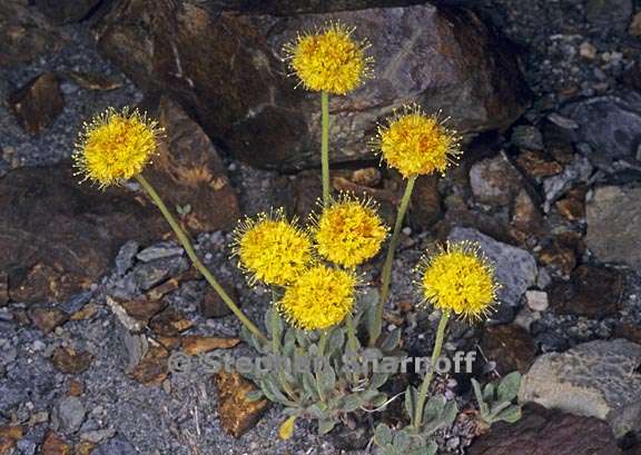 eriogonum rosense var rosense 1 grqphic